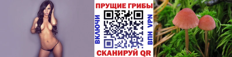 купить наркотик  Ардатов  Псилоцибиновые грибы Psilocybine cubensis 